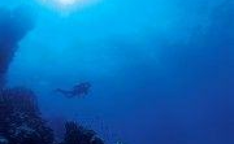 Plongée avec les raies mantas ou les requins baleines