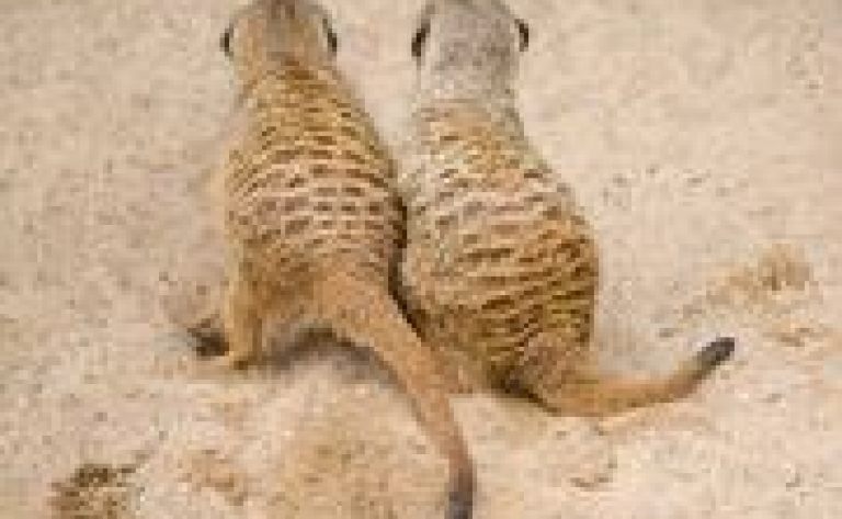 Deux activités par jour proposées par le Lodge (Delta de l'Okavango)