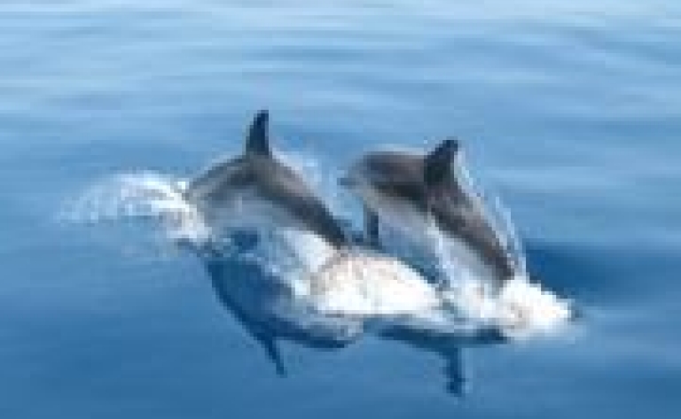A la rencontre des dauphins - Archipel de Zanzibar