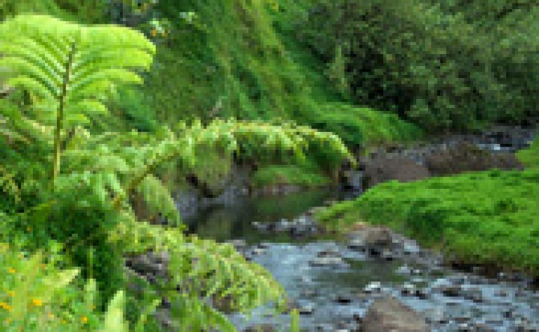 Randonnée pédèste guidée à la vallée de la Fautaua