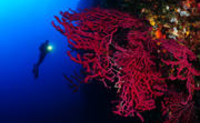Observation sous-marine à la passe Tiuta en plongée libre