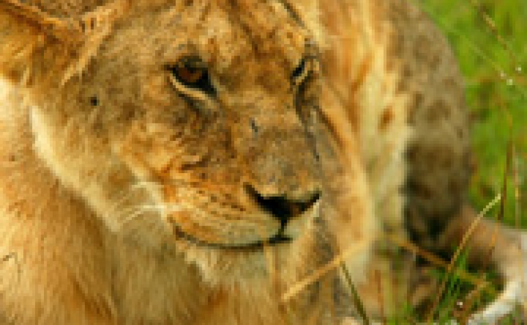 Hotel Serengeti National Park