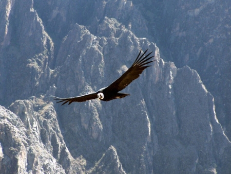 Observation du vol du condor royal