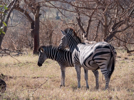 Safari au pays des Big Five