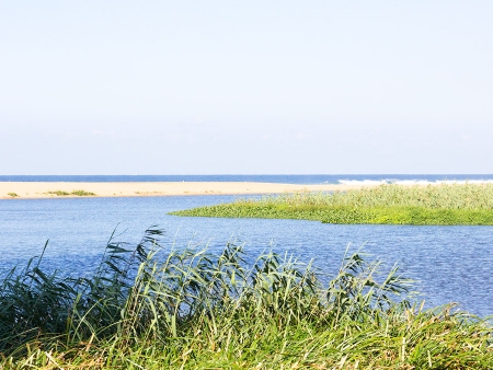 Découverte de la faune des eaux de Sainte Lucie