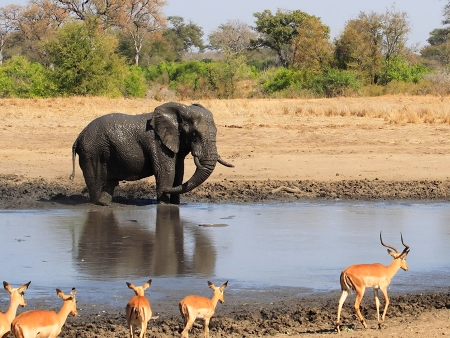 Sur les pas des animaux dans le fameux Parc Kruger