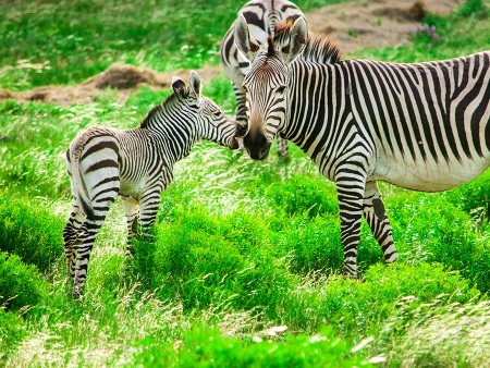Safaris d’exception dans une réserve privée