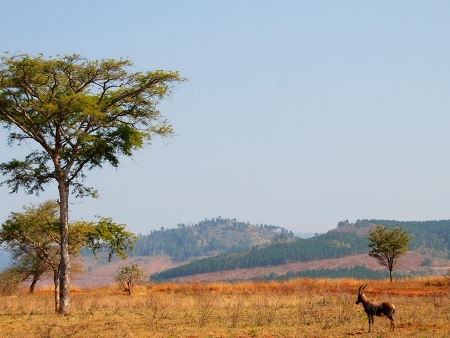 Variétés du Swaziland
