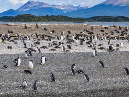Les manchots du Canal de Beagle