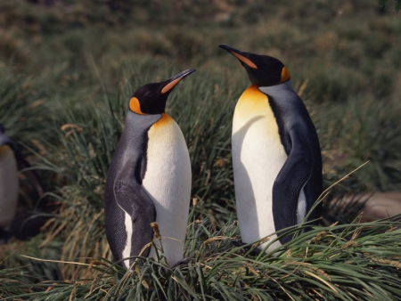 Puerto Madryn et sa faune diversifiée