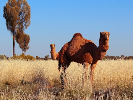 Il était une fois…Alice Springs