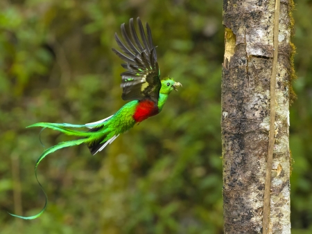 Le pays du quetzal