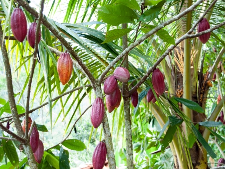 Plantation de cacao
