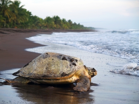 Au royaume des tortues