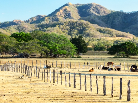 Guanacaste : Terres de Cow-boys