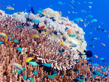Snorkeling à Menjangan