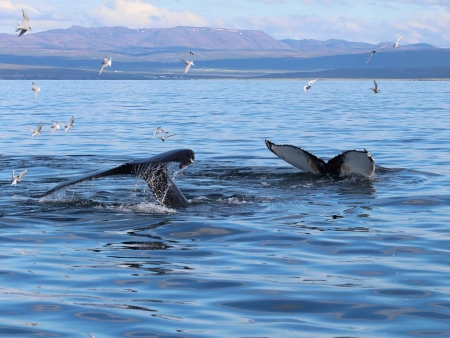 Baleines à tribord !