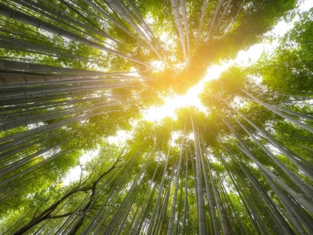 Vers Kyoto, Capitale historique