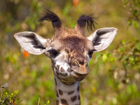Interaction avec les girafes et Kilimanjaro
