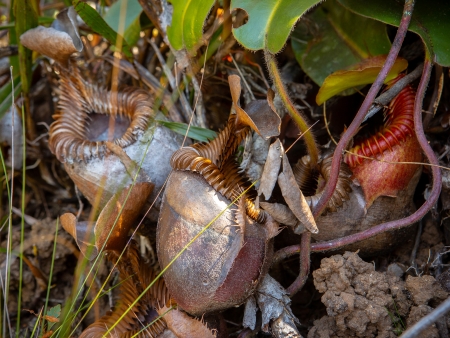 La biodiversité exceptionnelle du mont Kinabalu
