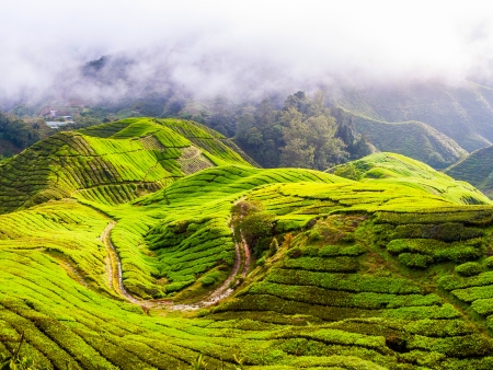 Sur la Route des Cameron Highlands