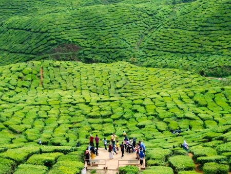 Plantations de thé de Cameron Highlands