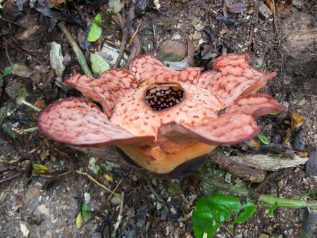 A la recherche de la plus grande fleur du monde