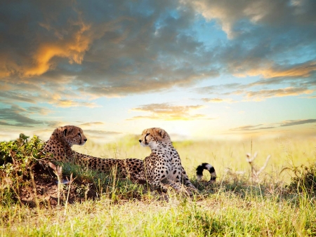 Visite du Centre de Protection des Guépards et faune d’Etosha