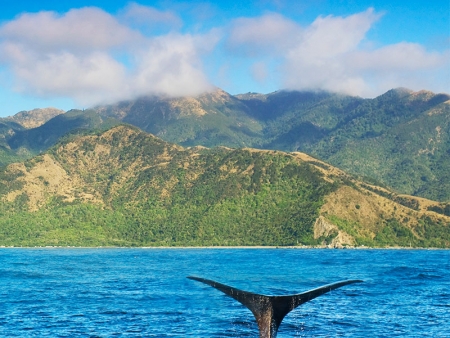 Le chant des baleines…
