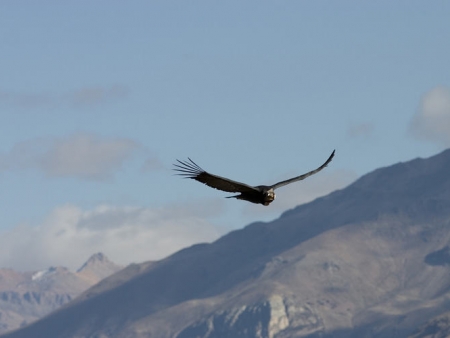 Observation du vol du condor royal
