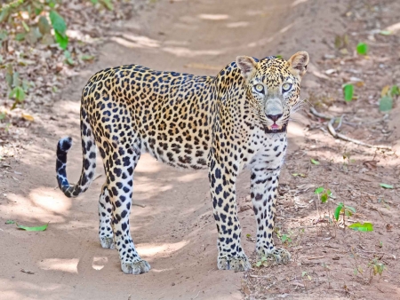 Safari au parc de Wilpattu