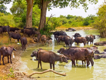 Eléphants, buffles et léopards à Yala