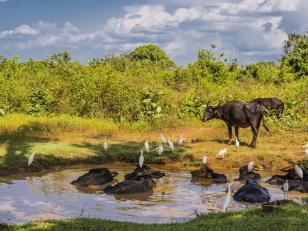 Safari dans le Parc National Uda Walawe