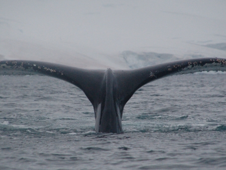 Approcher les géants des mers, les baleines