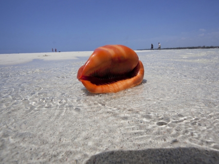 Baignade et farniente à Diani Beach