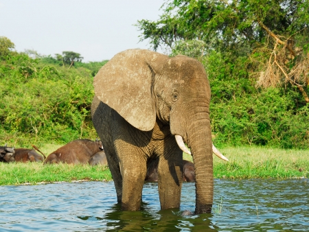 Safari et découverte du parc