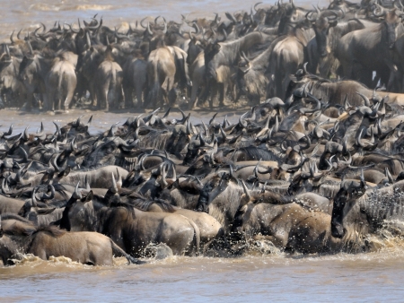 Seconde journée de safari dans le Masai Mara