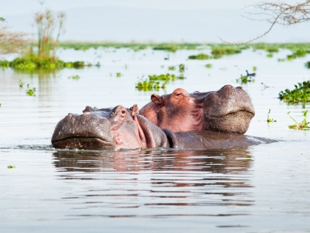 Sur les rives fleuries du Lac Naivasha