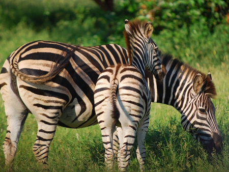 Safaris dans la plus grande réserve animale d’Afrique du Sud