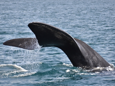 Nez à nez avec les baleines