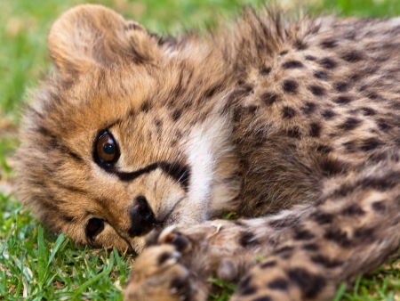 En route pour la Savane