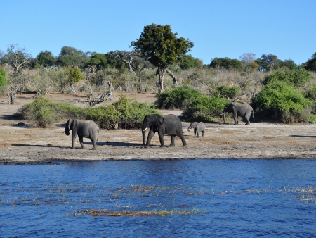 Sur les rives de la rivière Khwai
