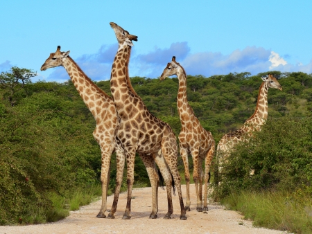 Journée complète de safari
