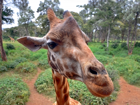Dans la savane de Madikwe