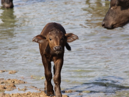 Safaris en liberté