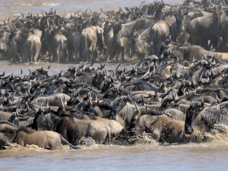 Safari dans le légendaire Masai Mara