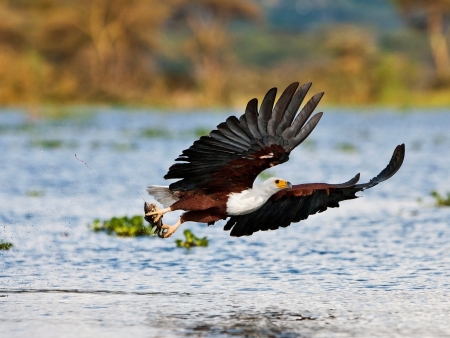 Le long des rives fleuries du Lac Naivasha