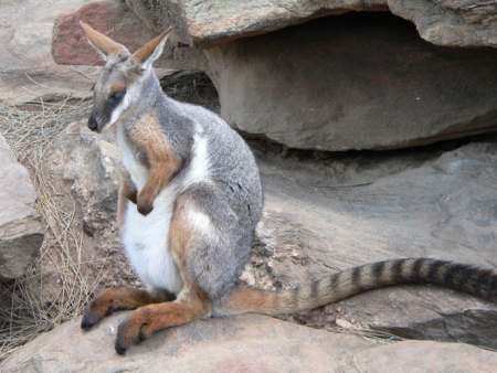 Rencontre avec les kangourous et les koalas