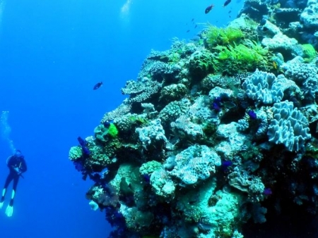 Croisière sur la Grande Barrière de Corail