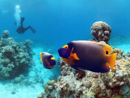 Croisière sur la Grande Barrière de Corail